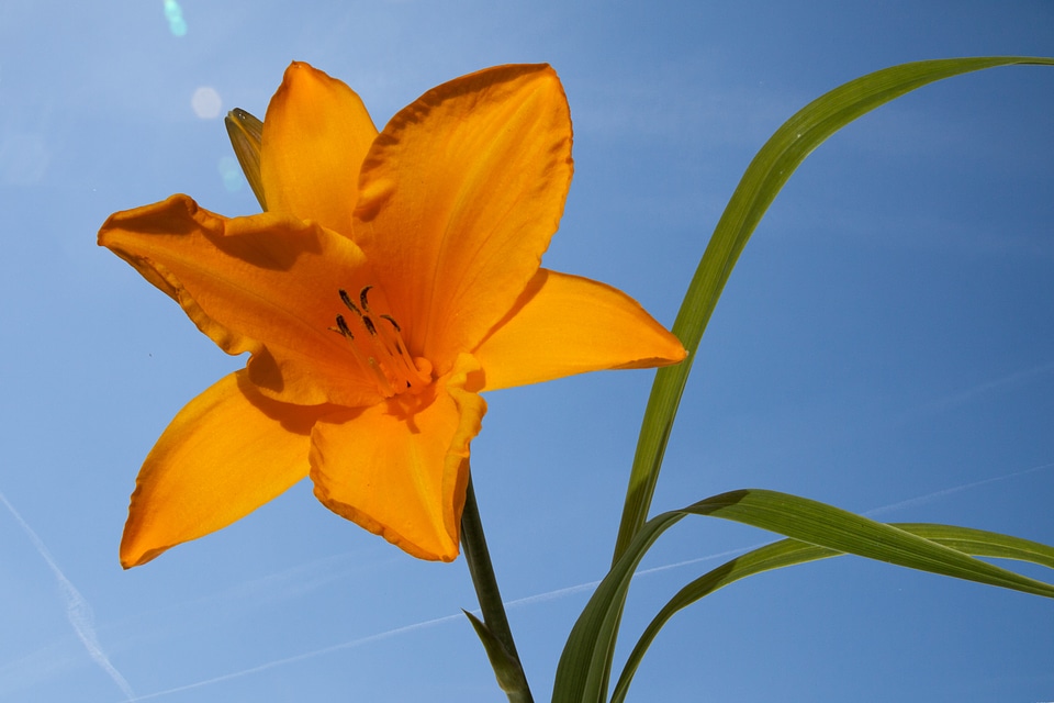 Flower plant nature
