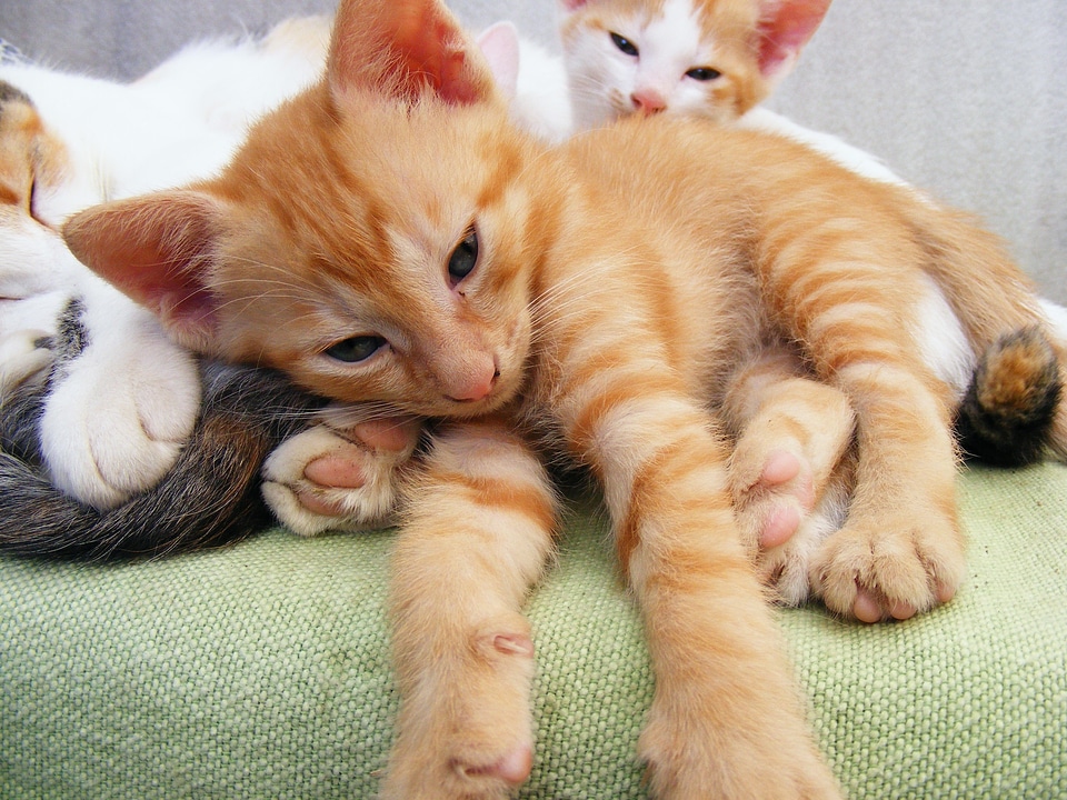Playful playing mammals