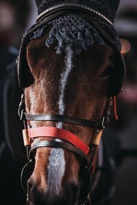 Horse Animal photo