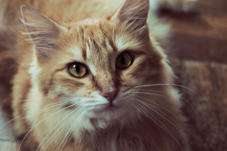 Cat Kitten photo