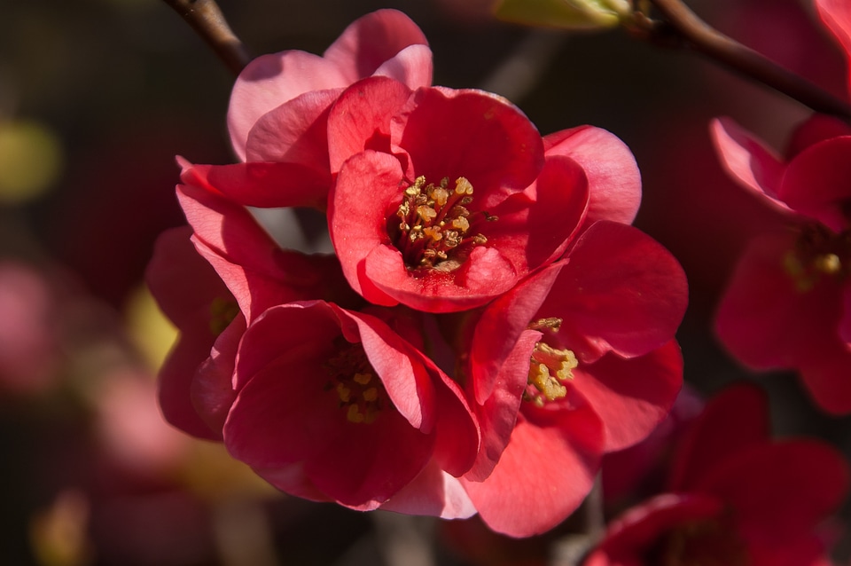 Bloom flowers park