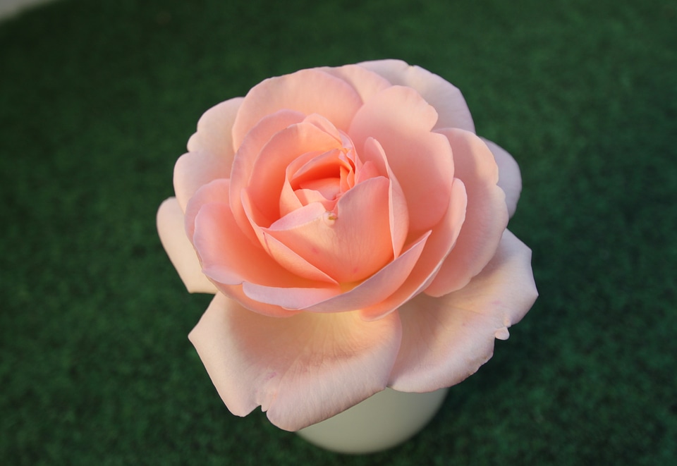 Blossom bloom flower