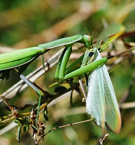 Abruzzo wildlife nature