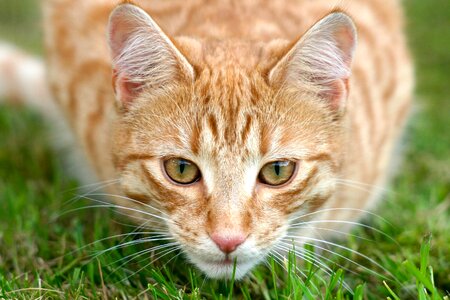 Cat Grass photo