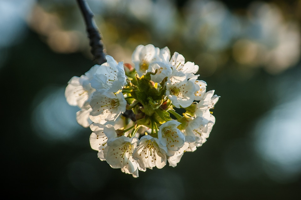White spring white blossom