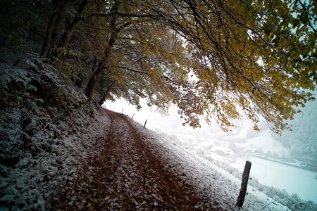 Trees Landscape photo