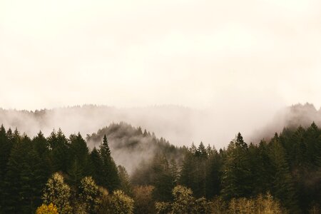 Hills Pines photo