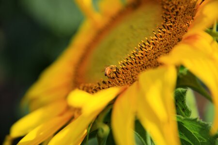 Sunflower Yellow photo