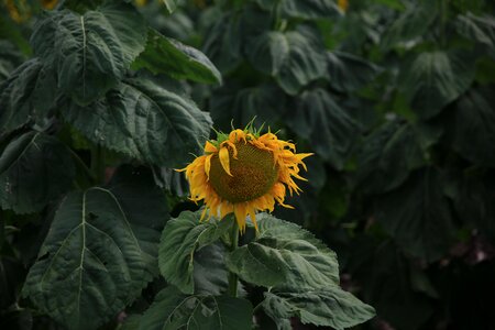 Sunflower Yellow photo