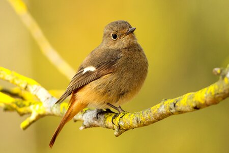 Bird Yellow photo