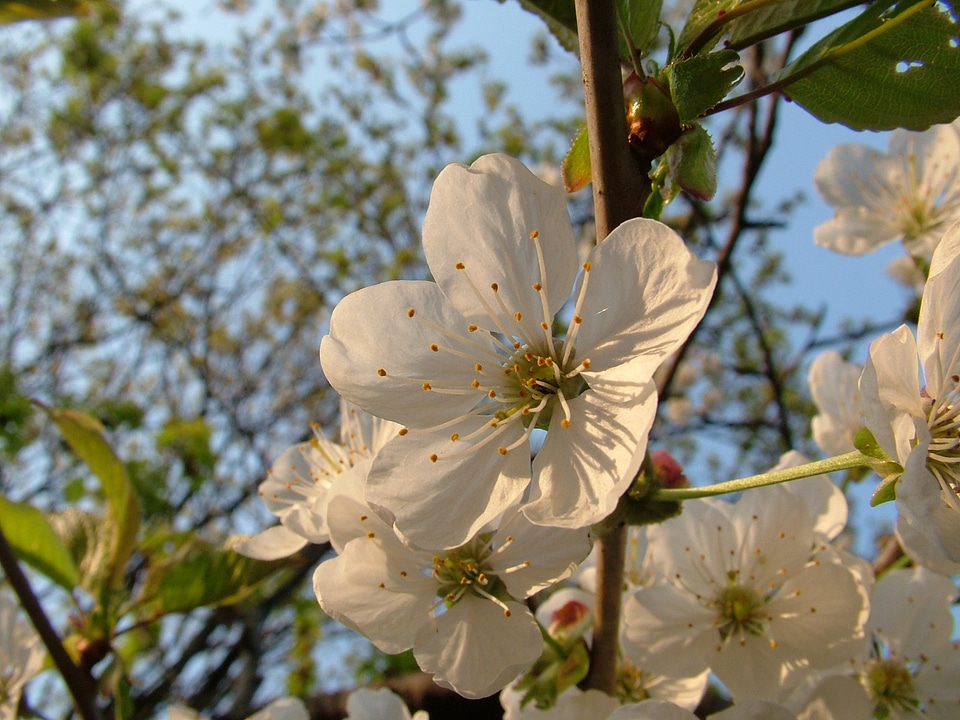 Spring cherry tree blossom