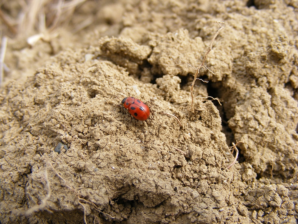 Beetle animal fly