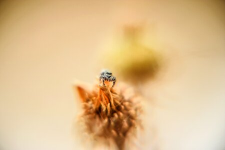 Macro Insect