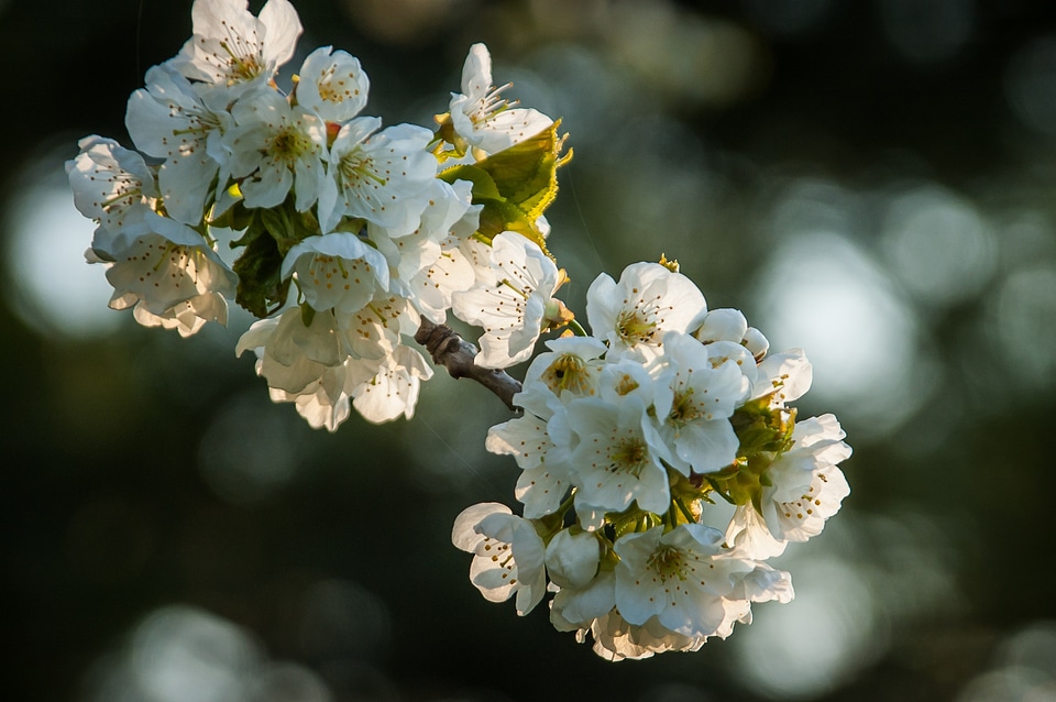 White spring white blossom