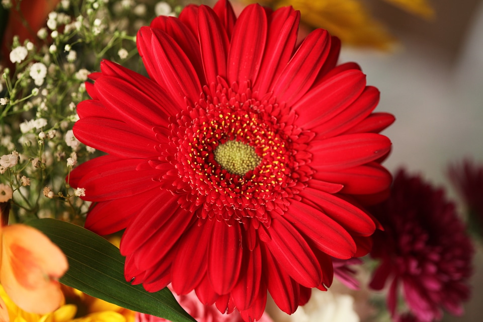 Scarlet cutflowers bunched
