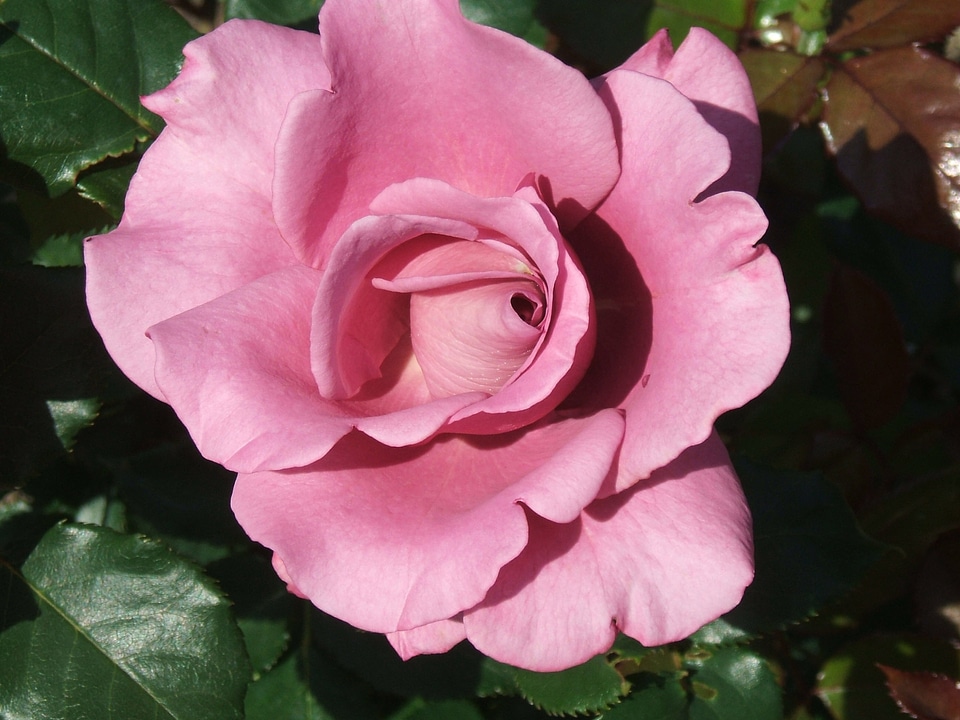 Petal plant romantic