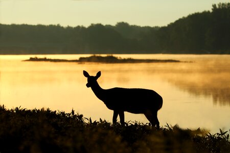 Deer Silhouette photo