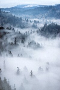 Aerial Fog photo