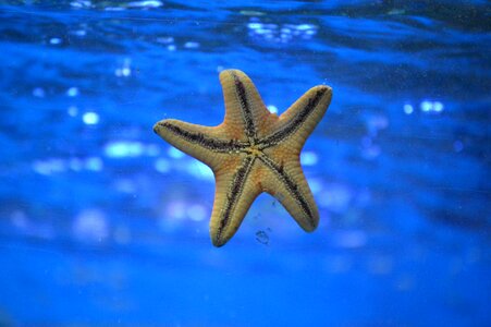 Starfish Underwater photo