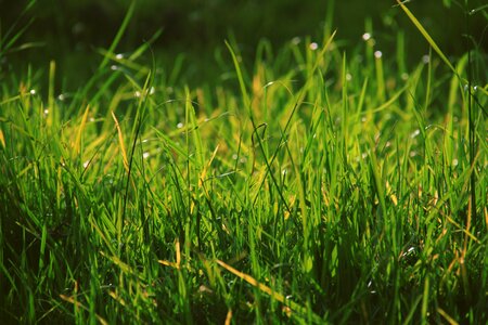 Green Grass photo