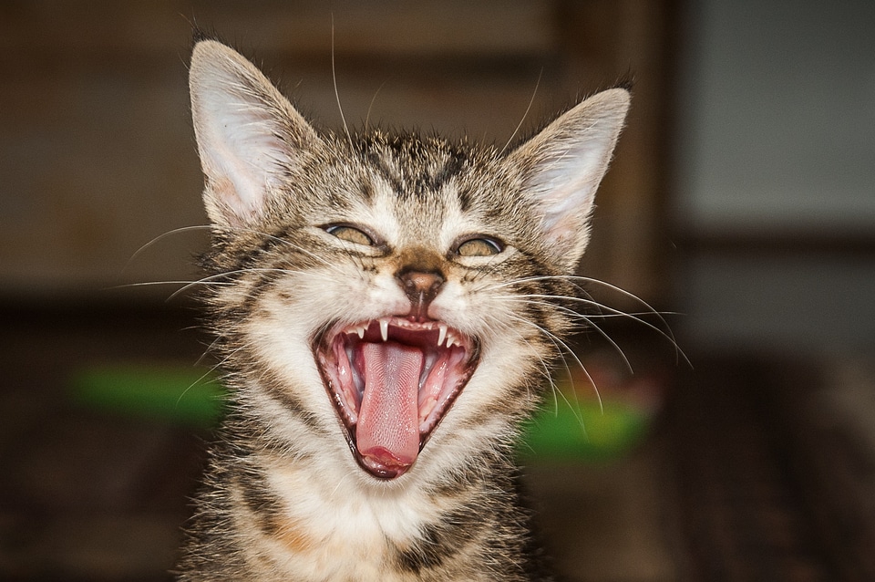 Tooth cat tongue pet