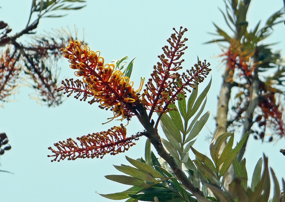 Tree india flora