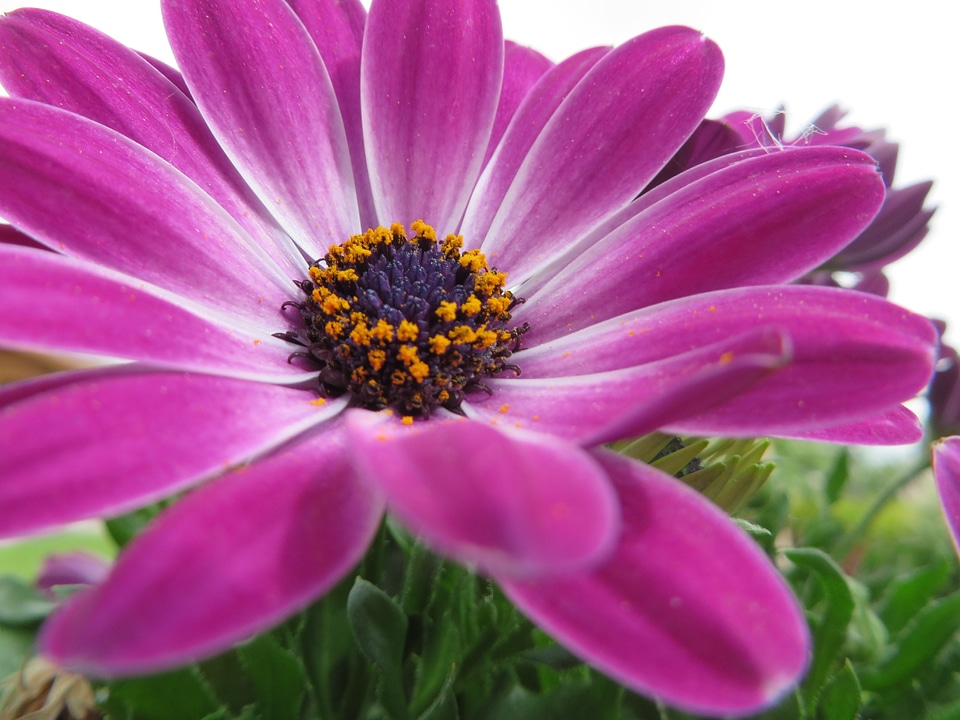 Nature plant spring