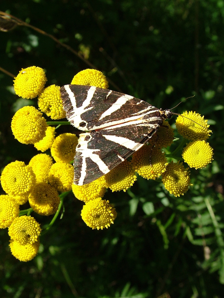 Butterfly flower summer