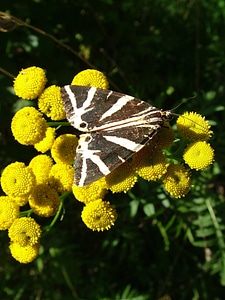 Butterfly flower summer