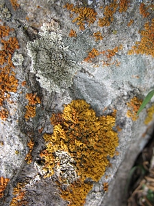Orange green yellow