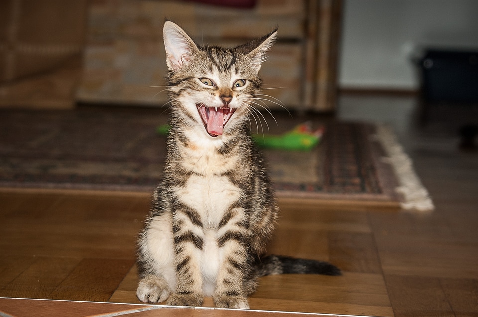 Tooth cat tongue pet