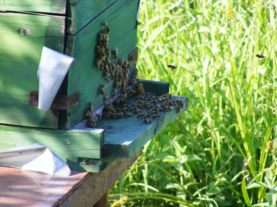 Swarm insects flying