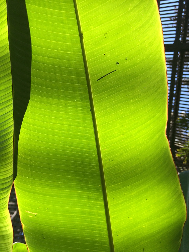 Green environment green banana