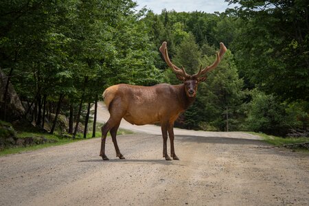 Animal Wildlife photo