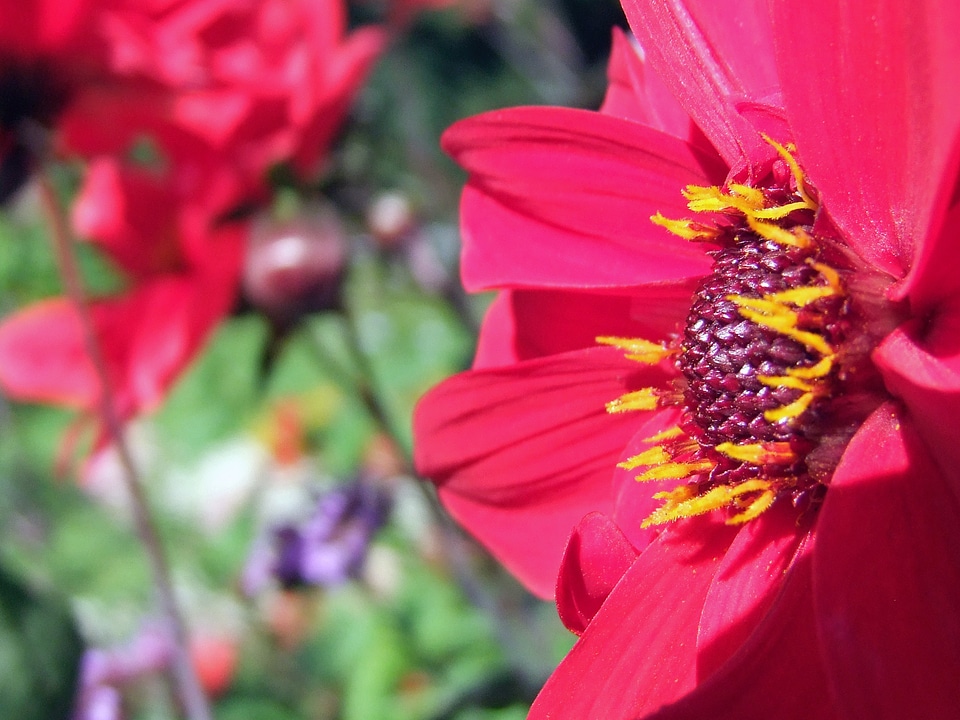 Bloom gerbera nature