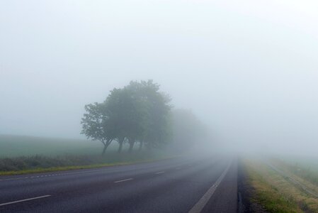 Fog Trees photo