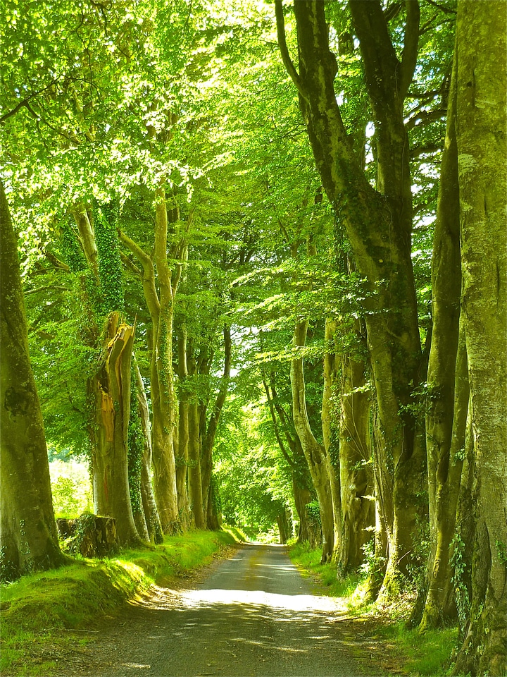 Landscape forest leaves