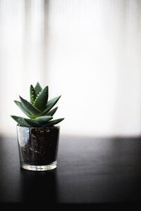 Plant Bonsai photo
