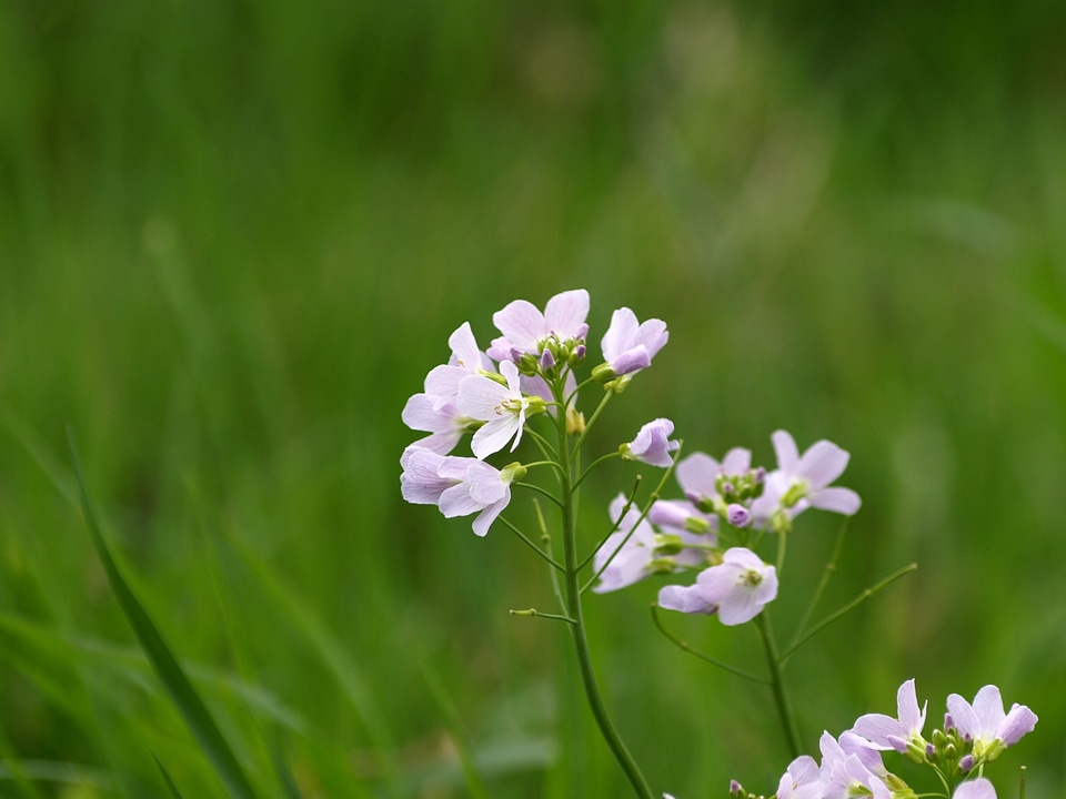 Bloom beautiful light purple