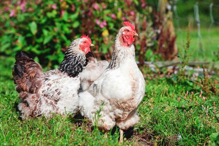 Chicken Animal