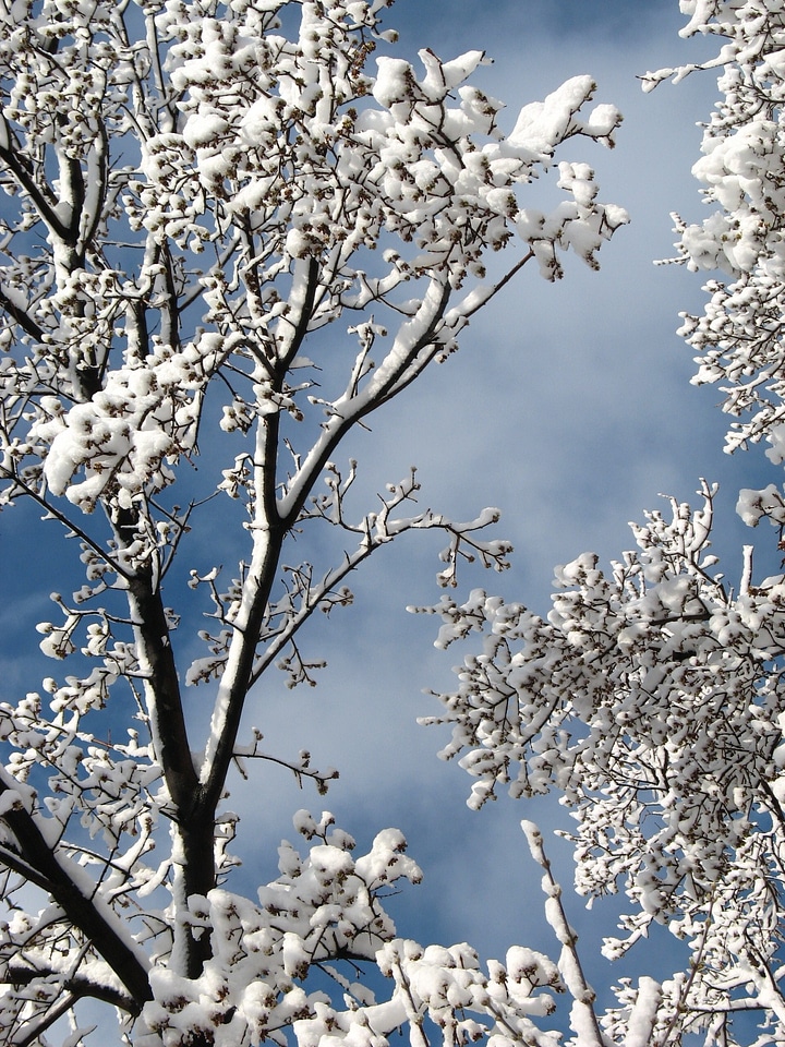 Nature winter trees cloud