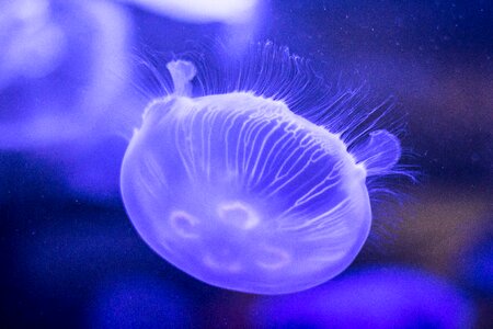 Jellyfish Underwater photo