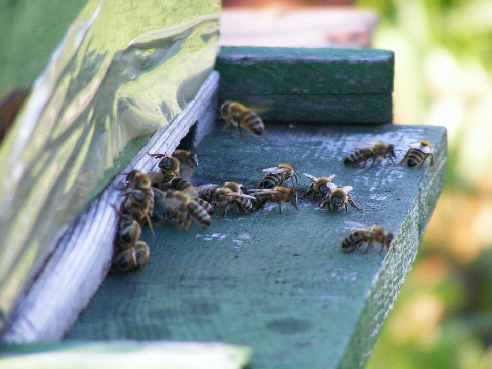 Swarm insects flying