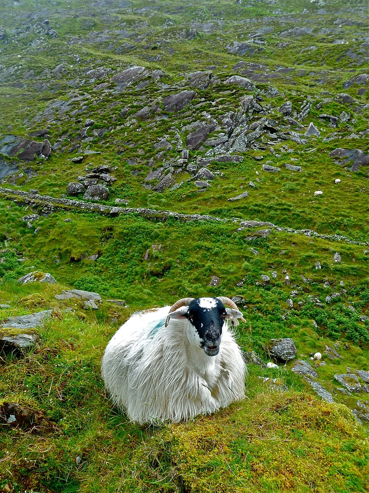 Country animals close-up