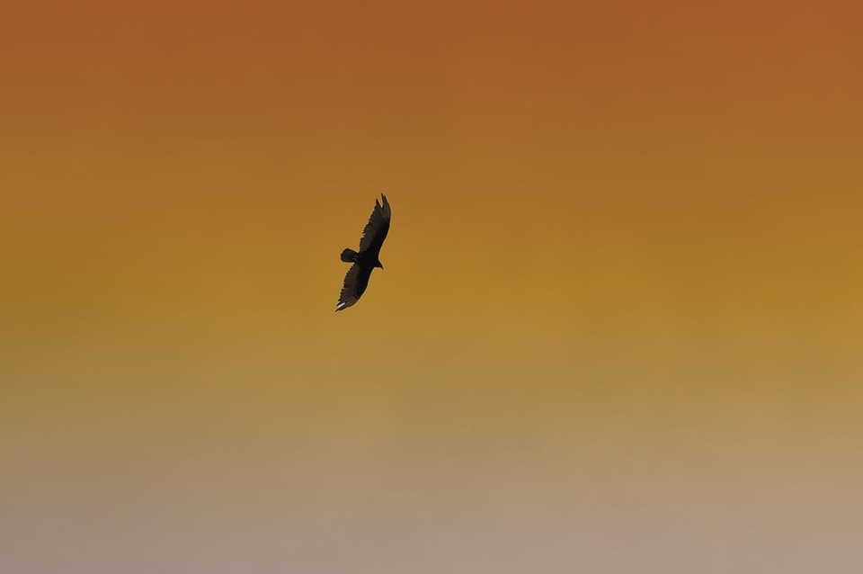 Sky wildlife orange