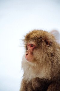 Animal Monkey photo