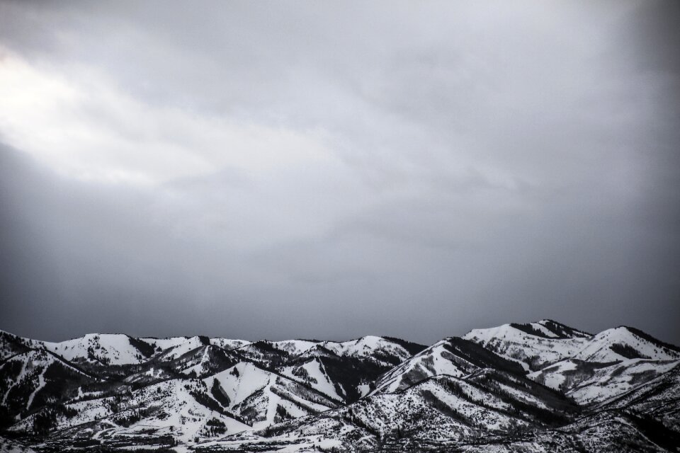 Mountain Pine photo