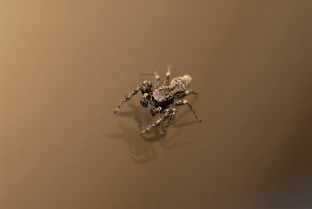 Arachnids Spider photo
