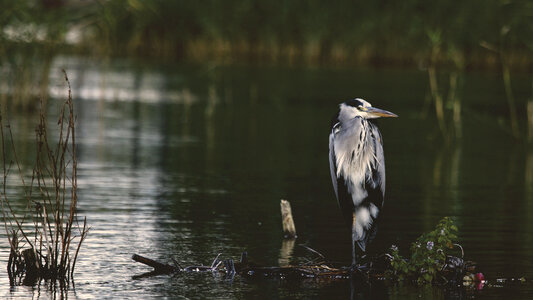 Bird Beak