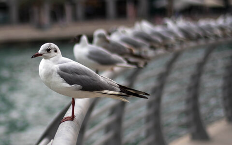 Animal Birds photo